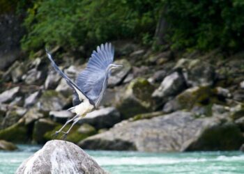 Birdwatching and bliss in beautiful Bhutan - Travel News, Insights & Resources.