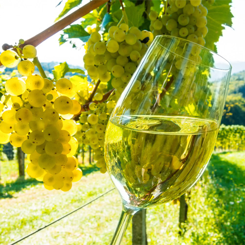 Forging the Future of Sustainable Wine Tourism - Travel News, Insights & Resources.