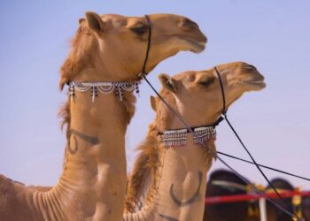 Camel beauty grand finale at Abu Dhabis Al Dhafra Festival - Travel News, Insights & Resources.