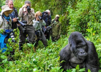 Rwanda slashes gorilla trekking fees - Travel News, Insights & Resources.