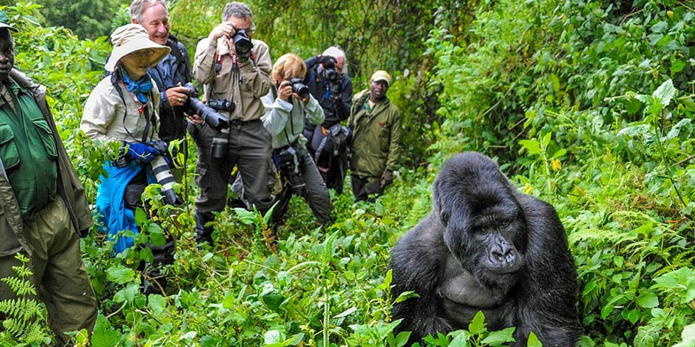Rwanda slashes gorilla trekking fees - Travel News, Insights & Resources.