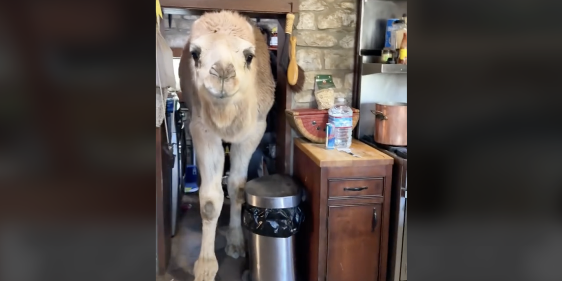 WATCH Albert the Camel Breaks Into Airbnb Kitchen Dont Let - Travel News, Insights & Resources.