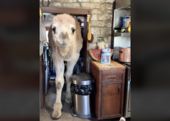 WATCH Albert the Camel Breaks Into Airbnb Kitchen Dont Let - Travel News, Insights & Resources.