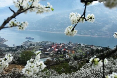 1710403418 Blossoming plum adds tourism charm to west Chinas Wushan County - Travel News, Insights & Resources.