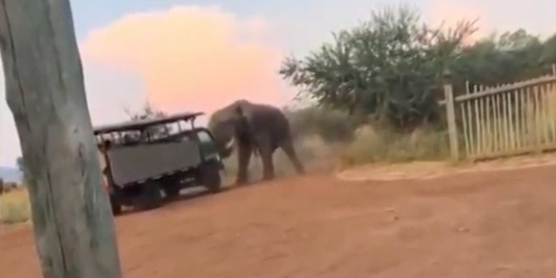 Aggressive Bull Elephant Charges and Lifts Safari Truck Blocking His - Travel News, Insights & Resources.