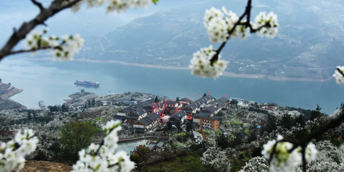 Blossoming plum adds tourism charm to west Chinas Wushan County - Travel News, Insights & Resources.