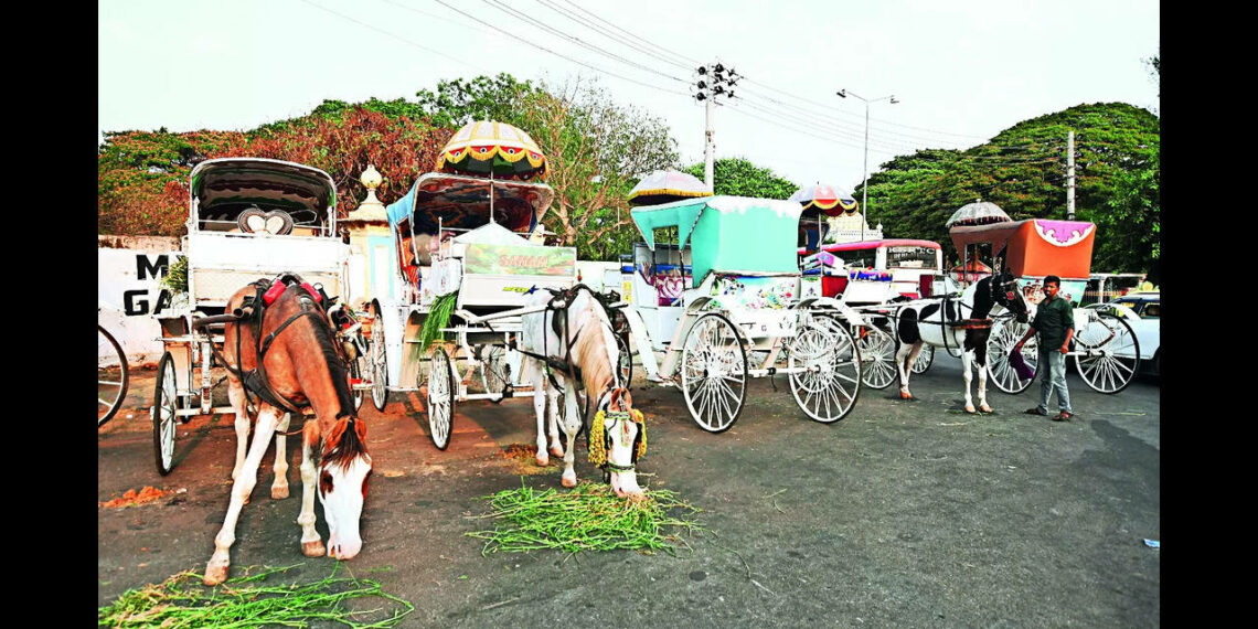 Boost for tourism as admin plans to introduce scheme for tongas - Times of India