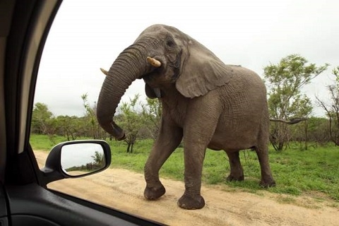 Elephant tramples tour guide to death in South Africa - Travel News, Insights & Resources.