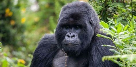 Gorilla trekking fees increased in Uganda - Travel News, Insights & Resources.