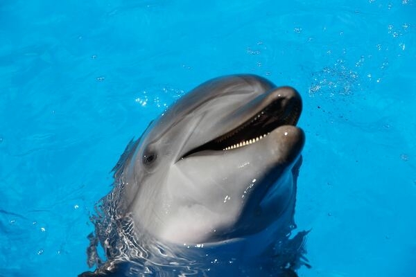 Jet2holidays to stop selling marine parks featuring captive cetaceans - Travel News, Insights & Resources.