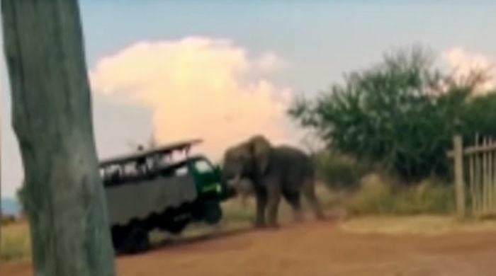 Massive wild elephant almost flips over safari bus in South - Travel News, Insights & Resources.
