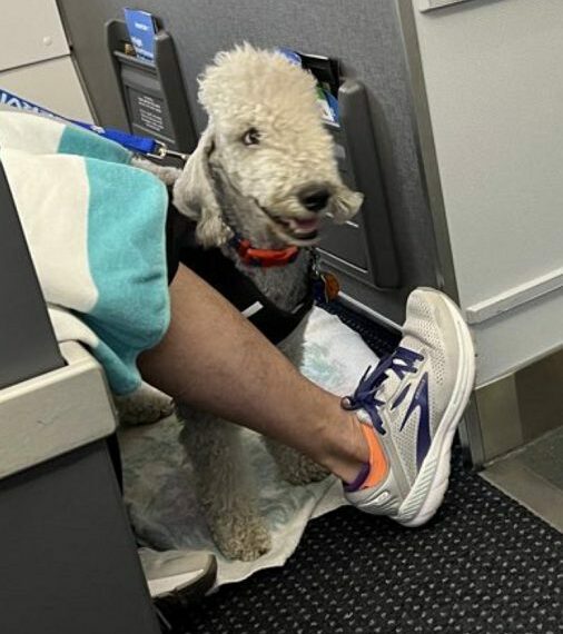 No More Pretending To Have A Support Animal American Airlines - Travel News, Insights & Resources.