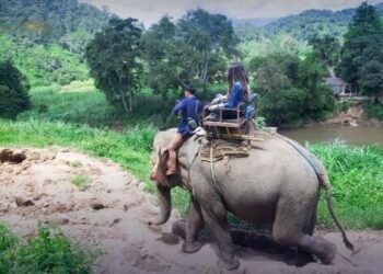Thailands tourism trunkated Captive elephant breeding exposed - Travel News, Insights & Resources.