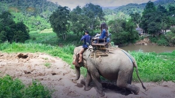Thailands tourism trunkated Captive elephant breeding exposed - Travel News, Insights & Resources.