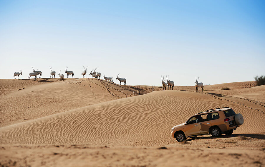 This is how you entice your safari loving clients to Dubai - Travel News, Insights & Resources.