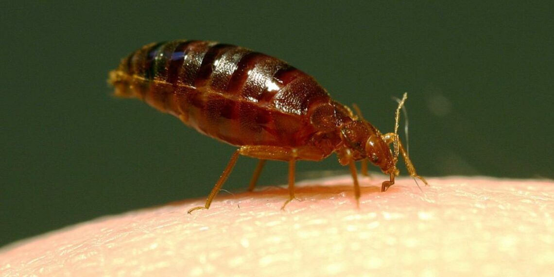 UK hotels to see worst levels yet of bed bugs - Travel News, Insights & Resources.