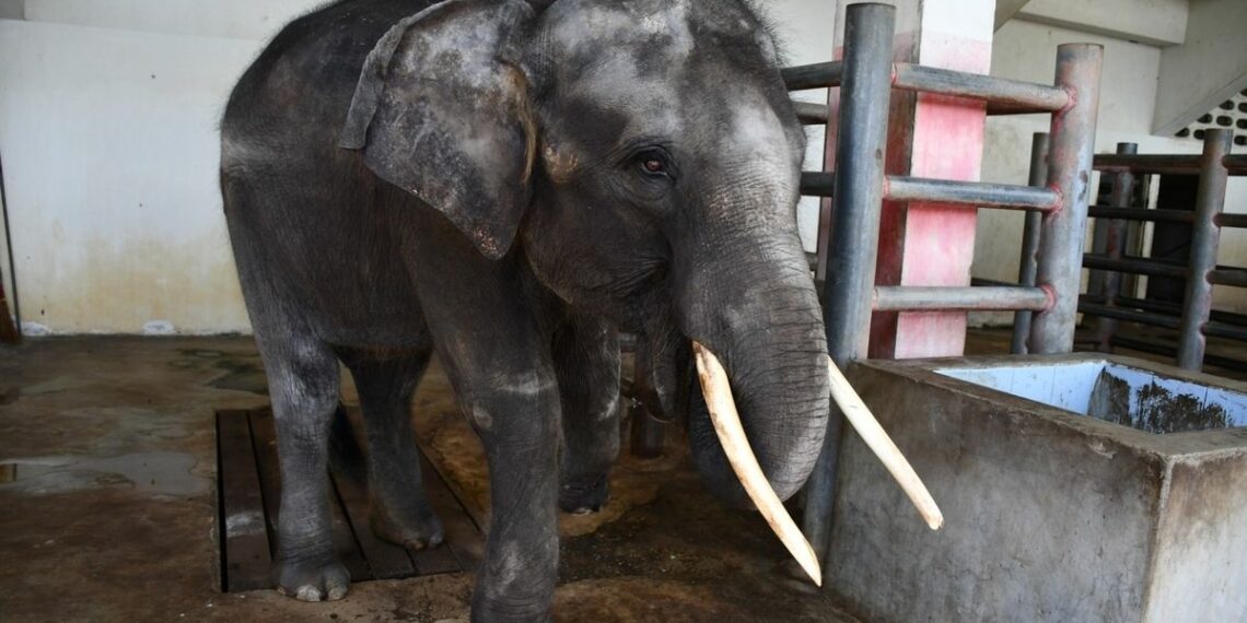 Unveiling Thailands Dark Tourism Trade Captive Elephant Breeding for Entertainment - Travel News, Insights & Resources.