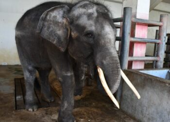 Unveiling Thailands Dark Tourism Trade Captive Elephant Breeding for Entertainment - Travel News, Insights & Resources.