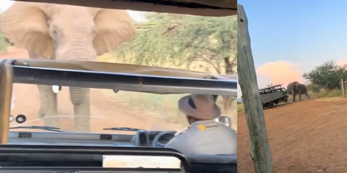 Viral Video Elephant Attacks Safari Tourist Truck In South Africa.webp - Travel News, Insights & Resources.