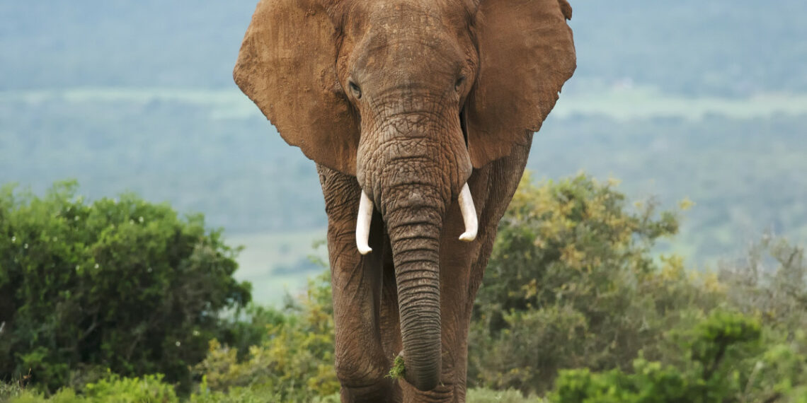 Watch Elephant Charges Safari Truck Full of Tourists in South - Travel News, Insights & Resources.