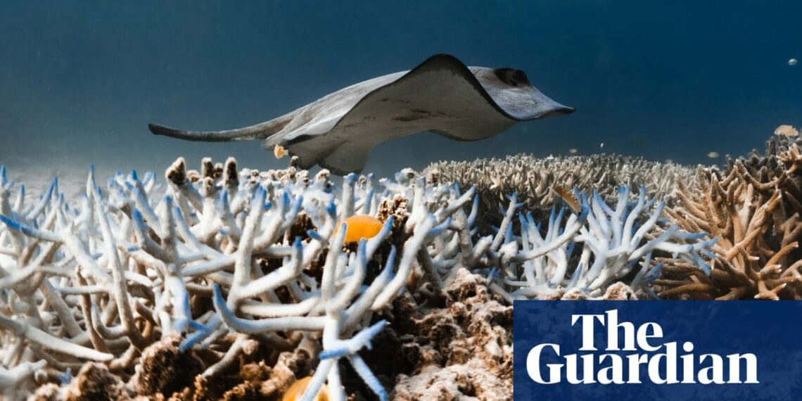 ‘Tourists ask a lot of questions’: Great Barrier Reef guides face up to bleaching tragedy