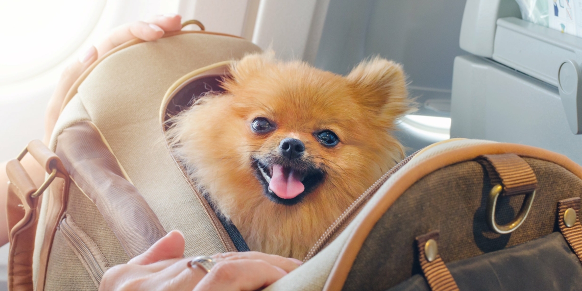 American Airlines Pet Policy Flying With Dogs Cats More - Travel News, Insights & Resources.