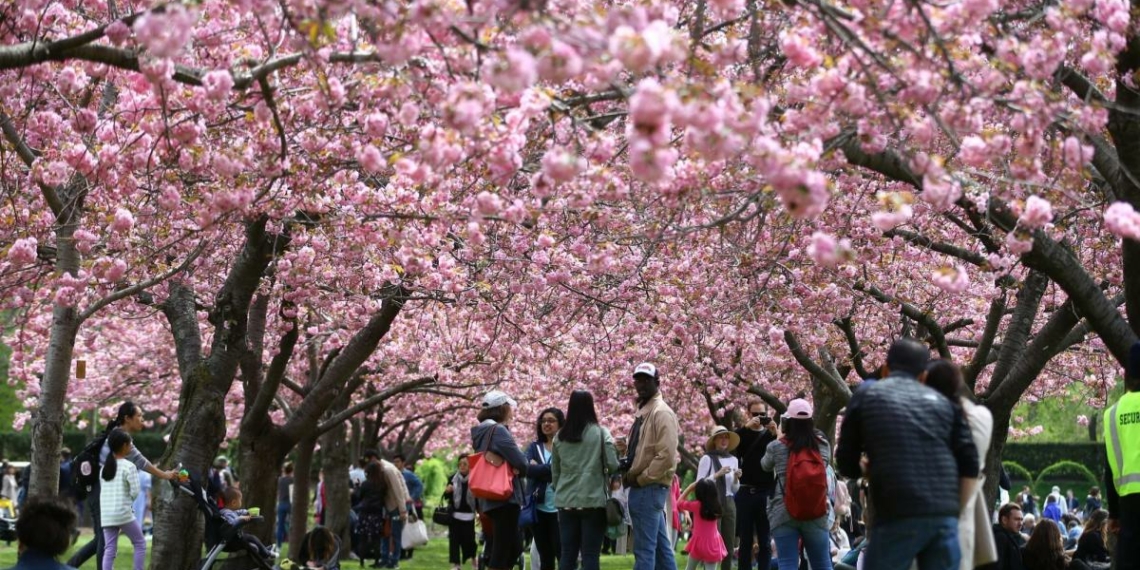 Cherry blossom tourism - Travel & Tourism News