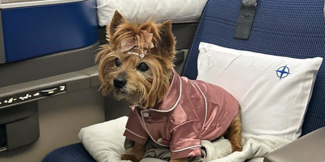 Dogs Polaris Business Class - Travel News, Insights & Resources.
