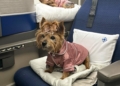 Dogs Polaris Business Class - Travel News, Insights & Resources.