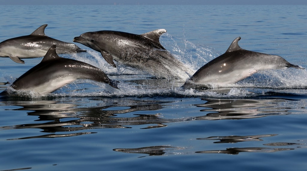 Expedia bans holidays to see captive dolphins and whales - Travel News, Insights & Resources.