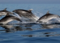 Expedia bans holidays to see captive dolphins and whales - Travel News, Insights & Resources.