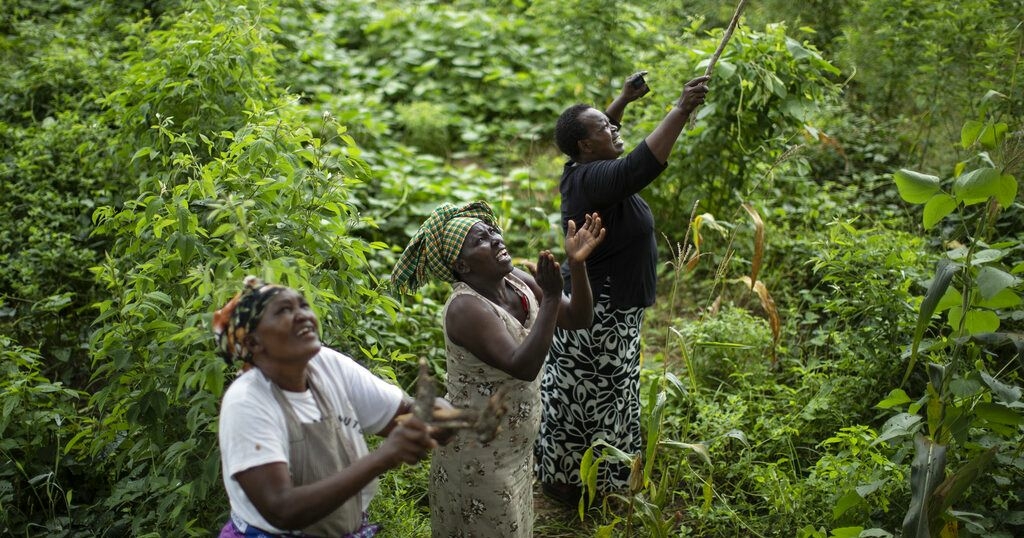 Ivory Coast Women cooperative for vegetables transforming rural village - Travel News, Insights & Resources.