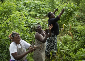 Ivory Coast Women cooperative for vegetables transforming rural village - Travel News, Insights & Resources.