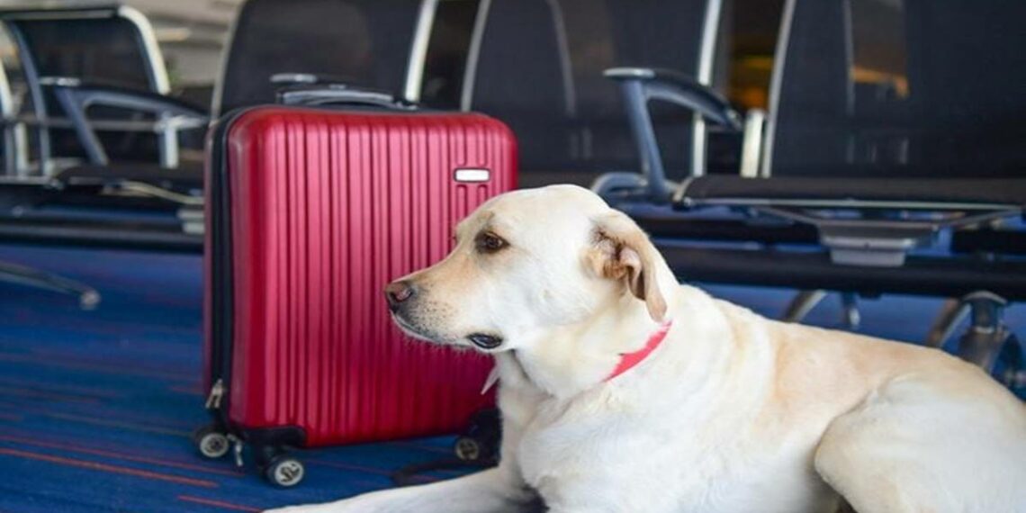 National Pet Day Which airlines are pet friendly in India - Travel News, Insights & Resources.