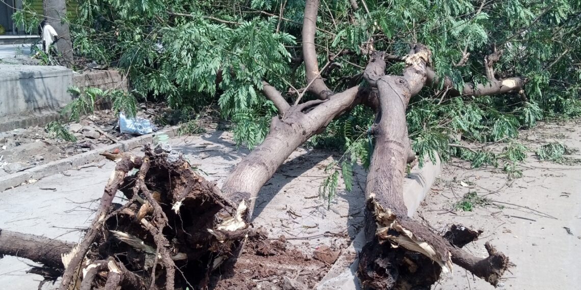 Navi Mumbai Healthy green tree killed opposite Air India Colony - Travel News, Insights & Resources.