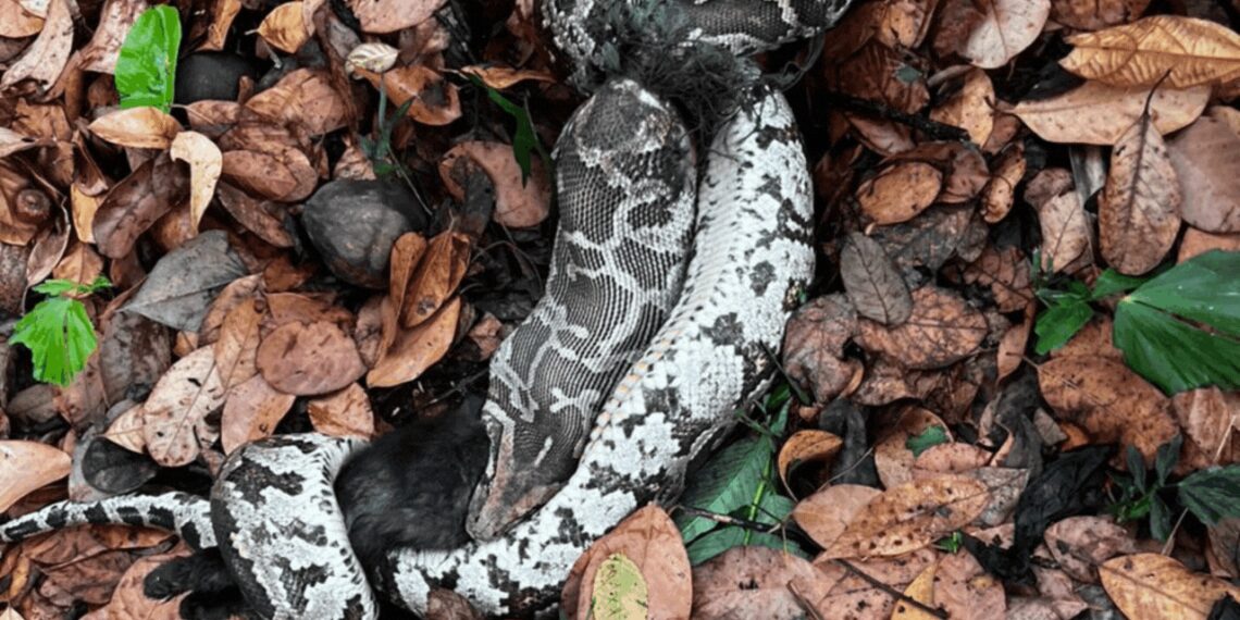 Python shot with air gun pellets rescued Times of - Travel News, Insights & Resources.