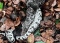 Python shot with air gun pellets rescued Times of - Travel News, Insights & Resources.