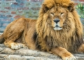 SAs captive lion industry ban ‘long overdue - Travel News, Insights & Resources.