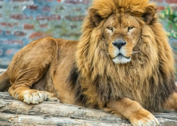 SAs captive lion industry ban ‘long overdue - Travel News, Insights & Resources.