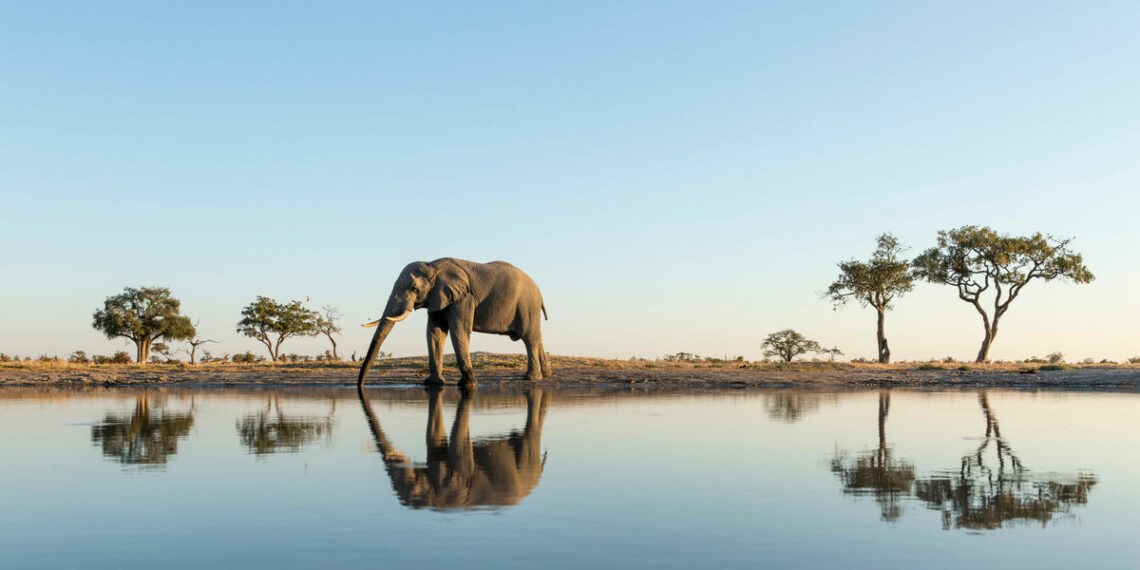 Safari Travel Trends 2024 Sustainability and Increased Travel Budgets - Travel News, Insights & Resources.