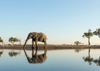 Safari Travel Trends 2024 Sustainability and Increased Travel Budgets - Travel News, Insights & Resources.