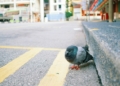 Tourist says not returning to Singapore over pigeon fears - Travel News, Insights & Resources.