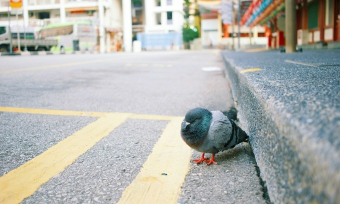 Tourist says not returning to Singapore over pigeon fears - Travel News, Insights & Resources.