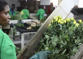 UK lifts tariffs on east African flower exports to boost - Travel News, Insights & Resources.