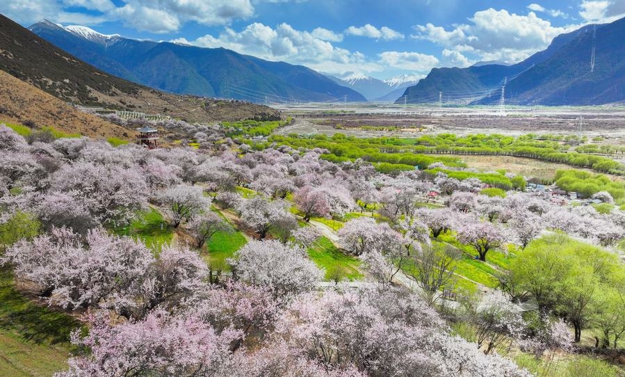 Village tourism in Xizang ushers in spring amid peach blossom viewing