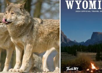 Wyoming Office Of Tourism Stops Wildlife Ads In Wake Of Wolf Abuse Scandal