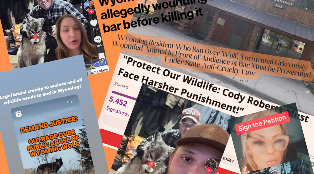 Wyoming tourism social media goes dark amid wolf furor