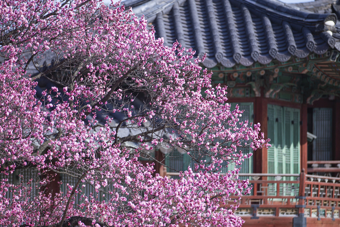 Changdeokgung Palace Red Plum Blossom / Photo = Seoul Tourism Foundation