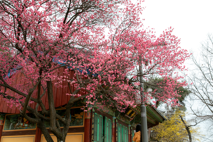 Bongeunsa Hong Mae-hwa / Photo = Seoul Tourism Foundation
