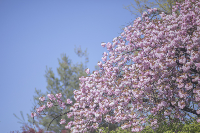 Boramae Park Double Cherry Blossoms / Photo = Seoul Tourism Foundation